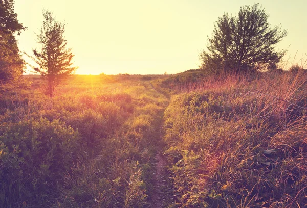 Farm road in the meadow — Stock Photo, Image