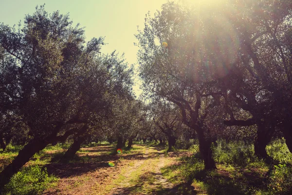 Beautiful Olives garden — Stock Photo, Image