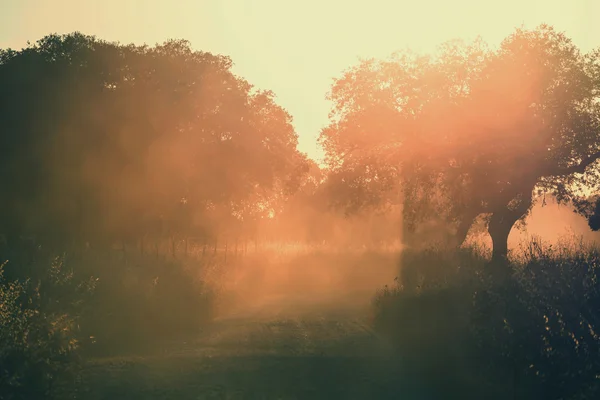 Farm road in the meadow — Stock Photo, Image