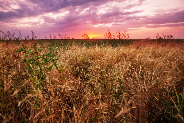 Prateria in montagna al tramonto — Foto Stock