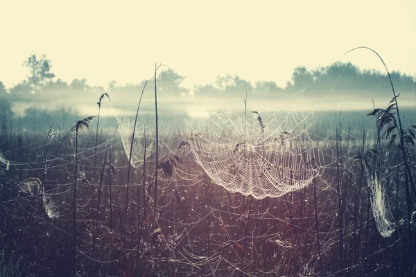 Nevoeiro Mistry no prado — Fotografia de Stock