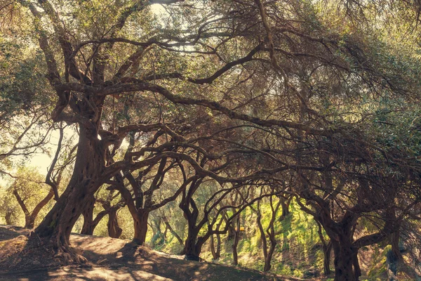 Beautiful Olives garden — Stock Photo, Image