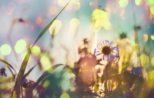 Vilda blommor på ängen — Stockfoto