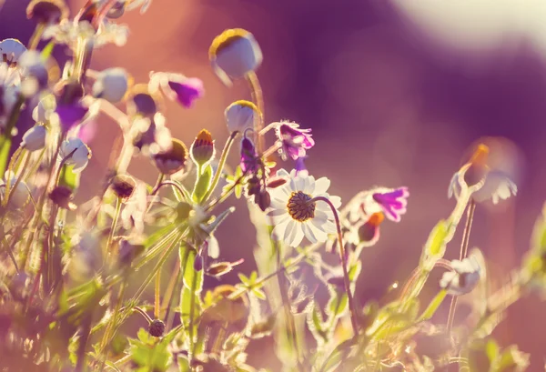 Wildblumen auf der Wiese — Stockfoto