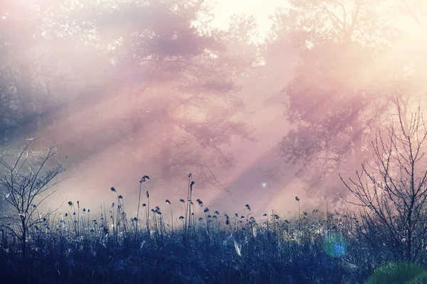 Mistry Fog on the meadow — Stock Photo, Image