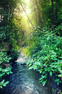 Islak yeşil ormanlar