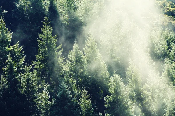 Gröna soliga skog — Stockfoto