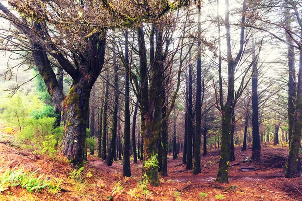 Bosque con árboles en niebla — Foto de Stock