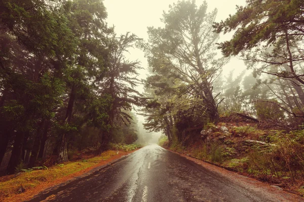 Road in mistige bos — Stockfoto