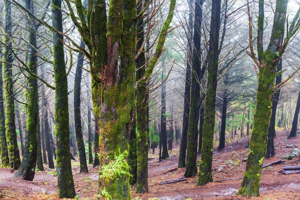 Skog med trær i tåke – stockfoto
