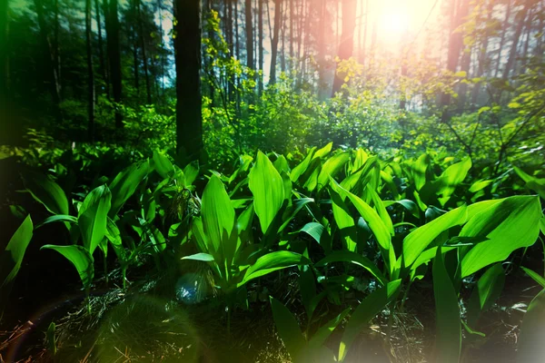 Floresta de primavera verde — Fotografia de Stock