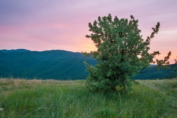 Під час заходу сонця grassland весни — стокове фото