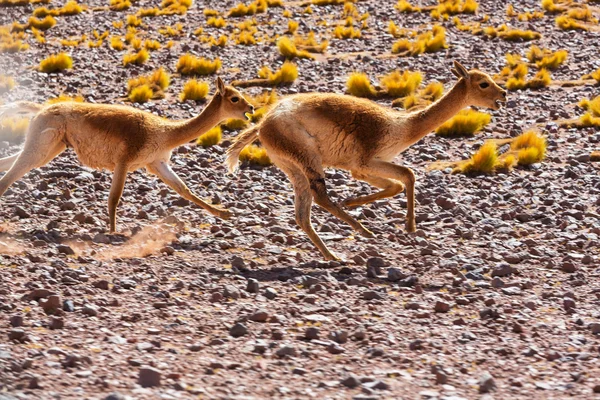 Lama Guanicoe wild animals — Stock Photo, Image