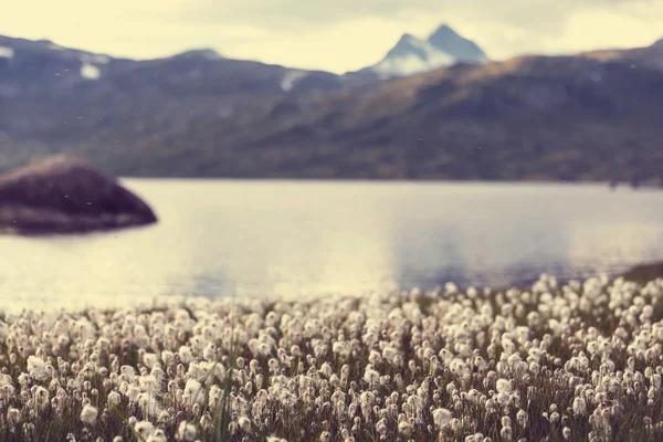 Blooming cotton flowers — Stock Photo, Image