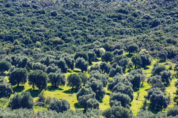 Garten mit Olivenbäumen — Stockfoto