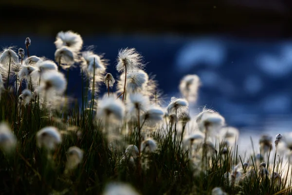 Kvetoucí květiny bavlny — Stock fotografie