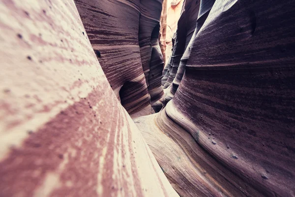 Utah Kanyon yuvası — Stok fotoğraf