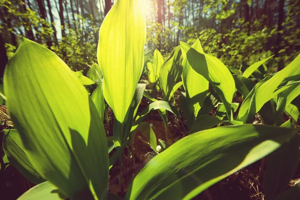 Lys de la vallée fleurs feuilles — Photo