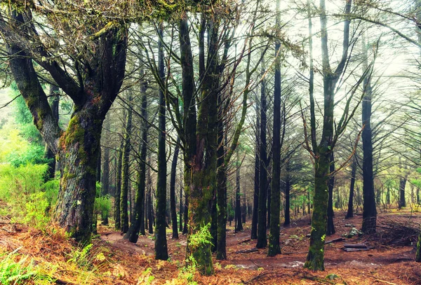 Bosque verde en Madeira — Foto de Stock