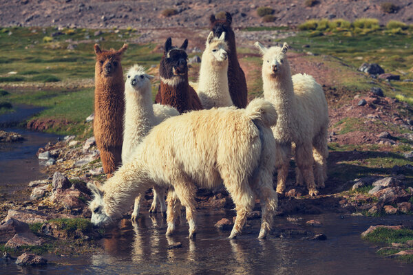 Llamas in remote area