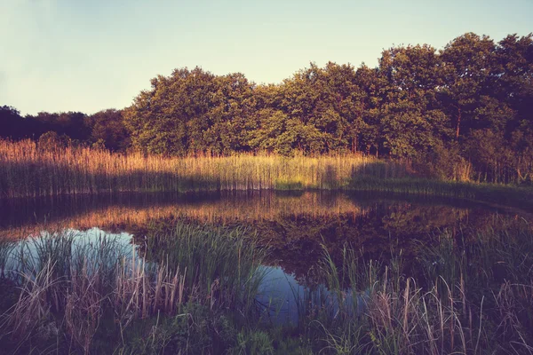 Lago na floresta de verão — Fotografia de Stock