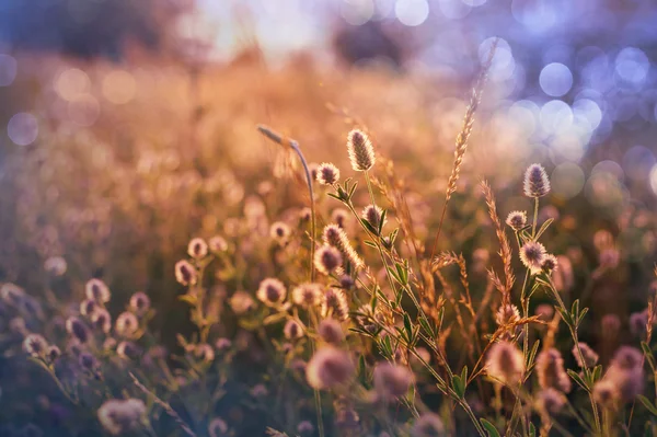 Летние цветы на лугу — стоковое фото