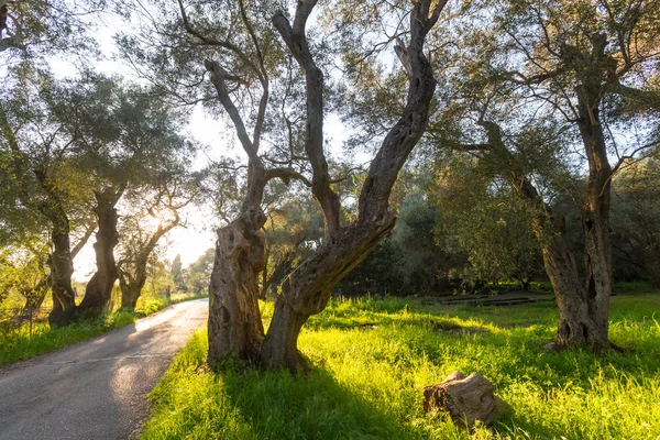 Garden with olive trees — Stock Photo, Image