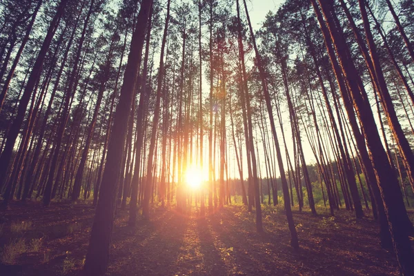 Spring forest under sun