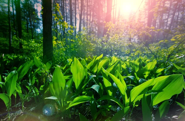 Lente bos onder de zon — Stockfoto