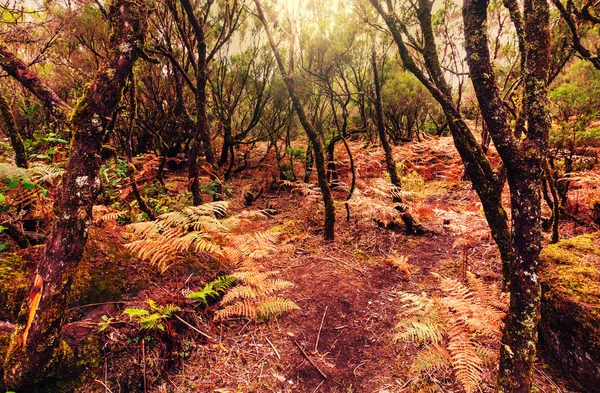 Beautiful Forest in Madeira — Stock Photo, Image