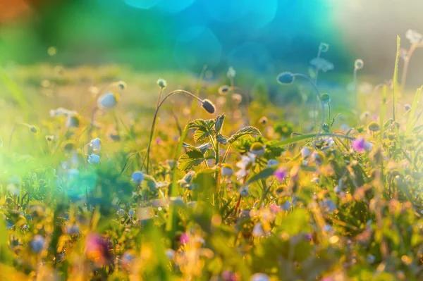 Blumen gefüllt mit Licht — Stockfoto