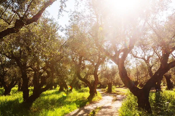 Olive trees garden — Stock Photo, Image