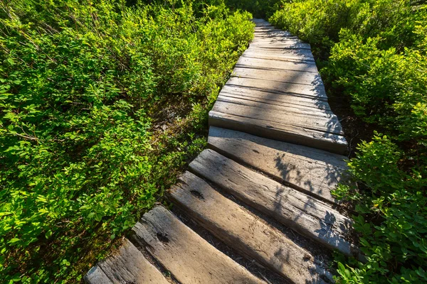 Boardwalk in green forest — Stock Photo, Image