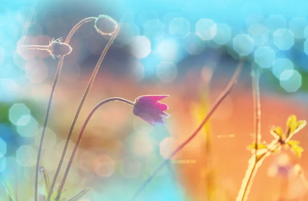 Flowers filled with light — Stock Photo, Image