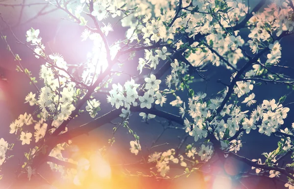Flor de cerezo en el jardín de primavera —  Fotos de Stock