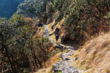 Uzun yürüyüşe çıkan kimse Himalaya ormanlarda
