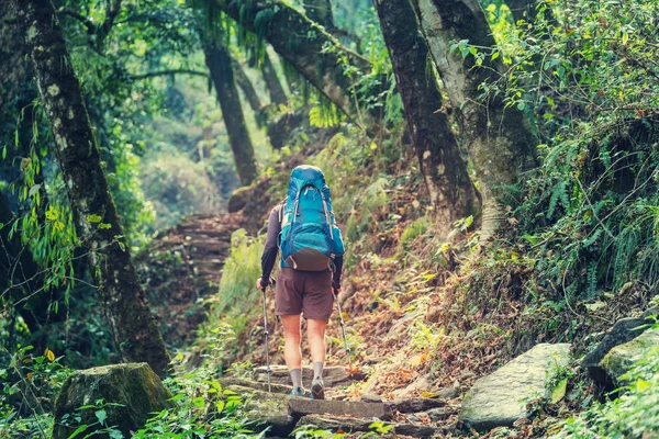Uzun yürüyüşe çıkan kimse Himalaya ormanlarda — Stok fotoğraf