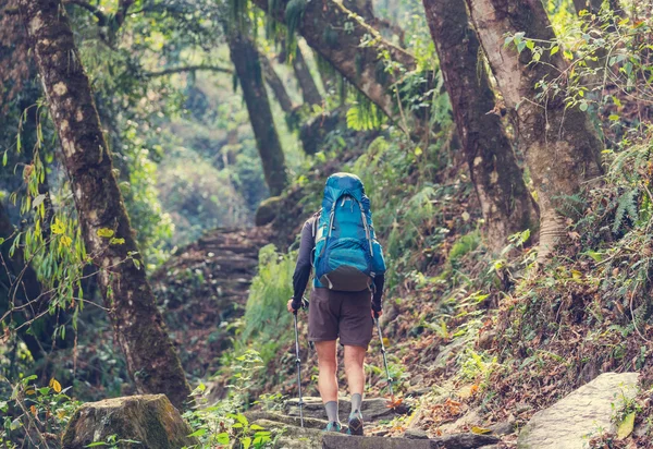 Hiker in Himalayan jungles — Stock Photo, Image