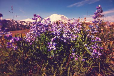 güneşli bir gün çayır