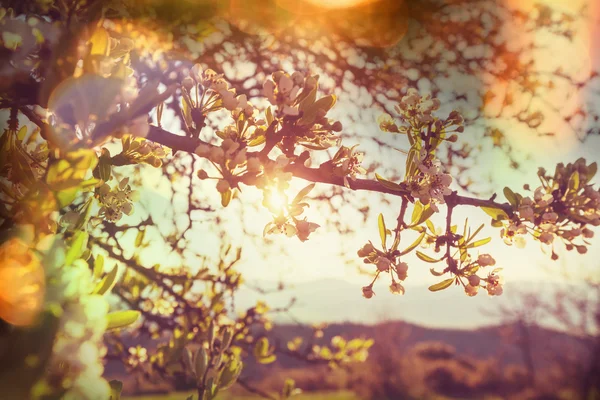 Floração de cerejeira na primavera — Fotografia de Stock