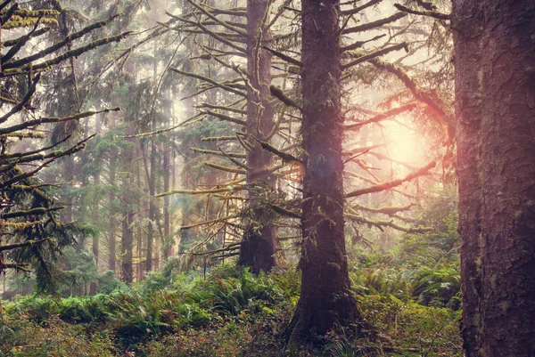 Skogen med tät vegetation — Stockfoto