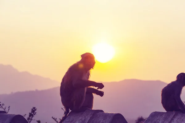 Macacos no templo indonésio — Fotografia de Stock