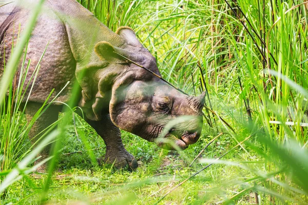 Носорог ест траву. — стоковое фото
