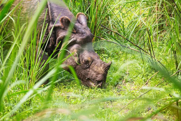 Rhino is eating grass — Stock Photo, Image