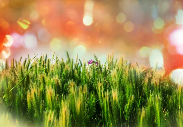 Día soleado en pradera verde —  Fotos de Stock