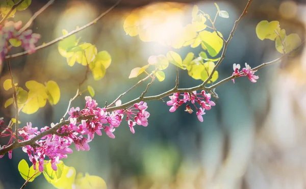 Judaszowiec kanadyjski drzewo różowe kwiaty — Zdjęcie stockowe