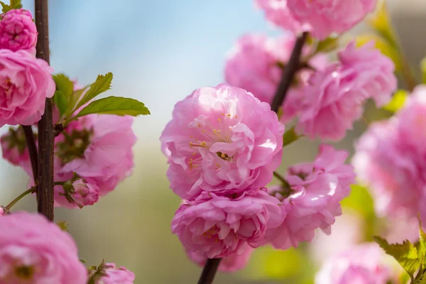 Almendro rosa flores —  Fotos de Stock