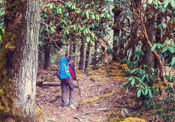 Nepal ormanlarında yürüyüş — Stok fotoğraf
