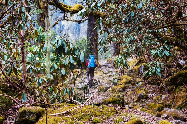 Caminhante em selvas do Himalaia — Fotografia de Stock