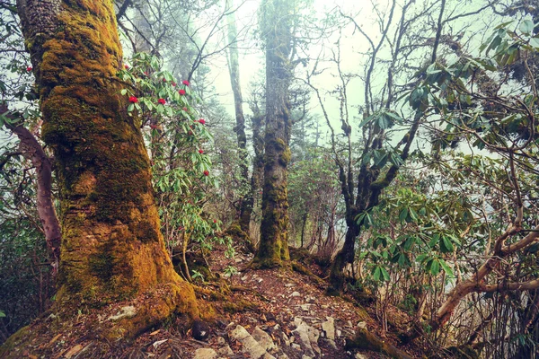 Selva nas montanhas do Himalaia — Fotografia de Stock